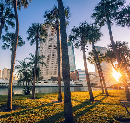 Palm trees at sunset in Tampa